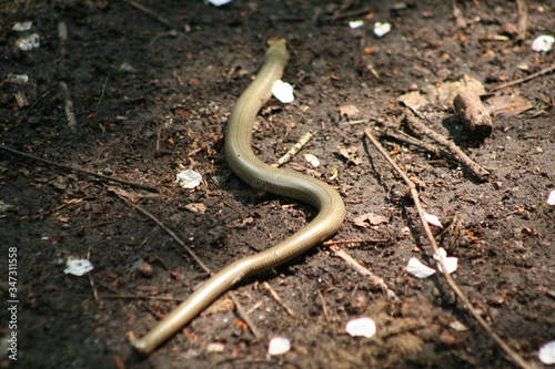 Close up of a Slow-worm