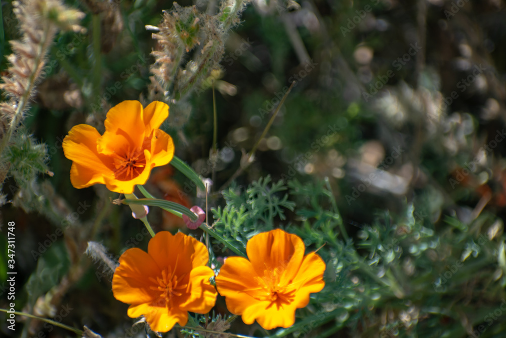 Blooming poppy flowers in springtime in California Blooming poppy flowers in springtime in California