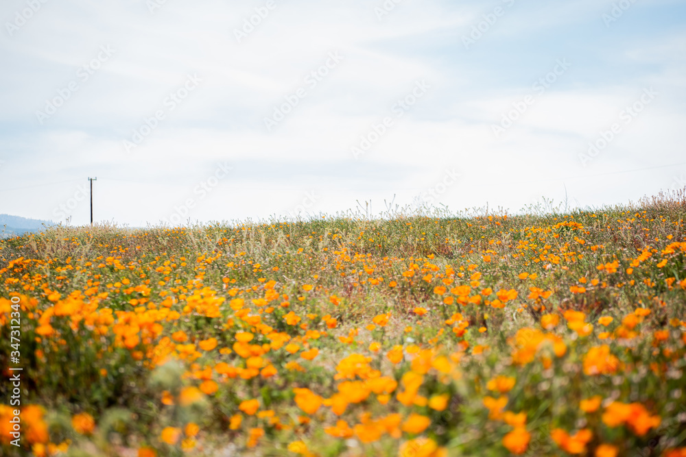 Blooming poppy flowers in springtime in California