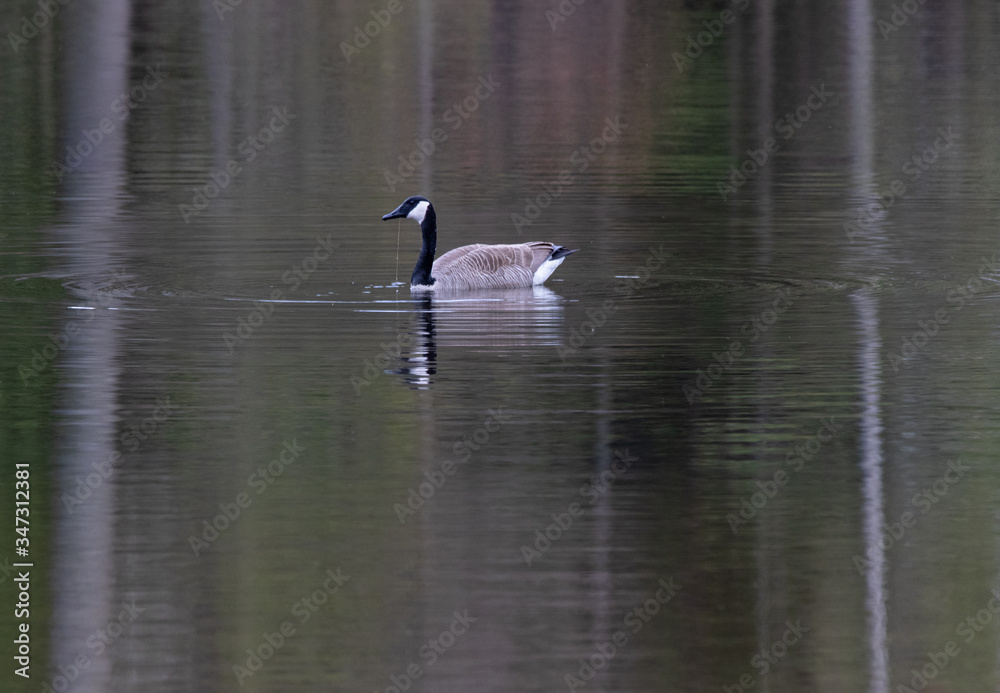 Canada Goose in the water with soft reflections