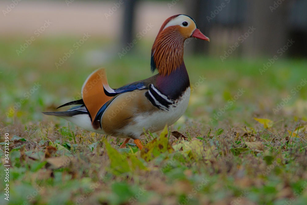 Mandarin duck, perching duck Mandarin duck, perching duck