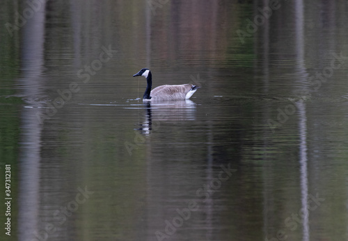 Canada Goose in the water with soft reflections © kburgess