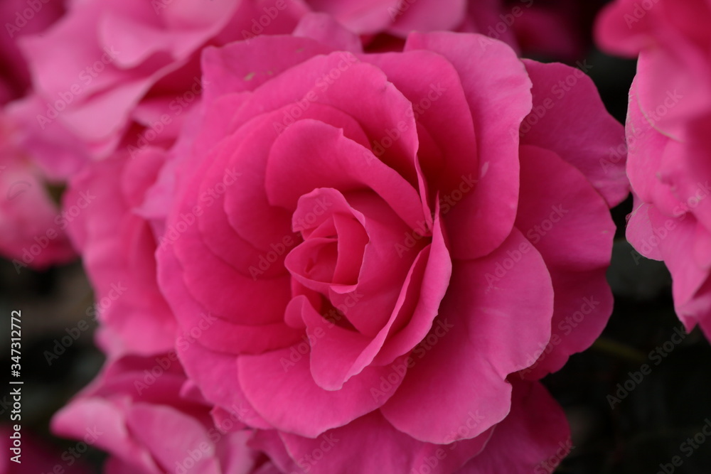 Roses have begun to bloom in the park where I am always walking Roses have begun to bloom in the park where I am always walking