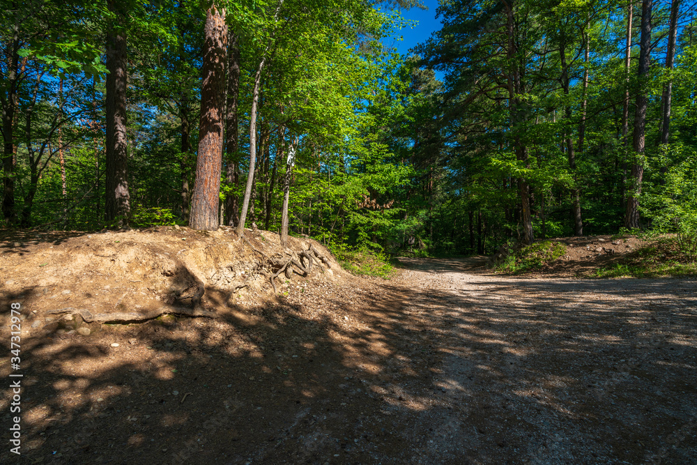 Fototapeta premium Fresh spring green in the Monticolo forest in the municipality of Appiano in Italian South Tyrol.