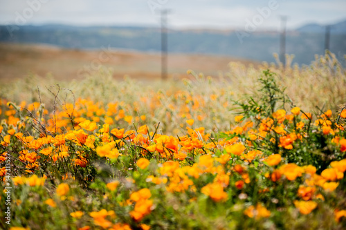 Blooming poppy flowers in springtime in California © Lisa