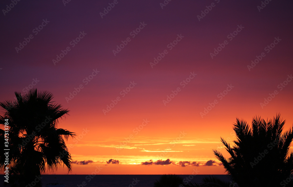 Palm trees after sunset - Florida