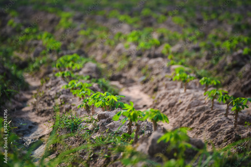 Tapioca Plants or Cassava leaves Growing in ranch. Tapioca Plants or Cassava leaves Growing in ranch.
