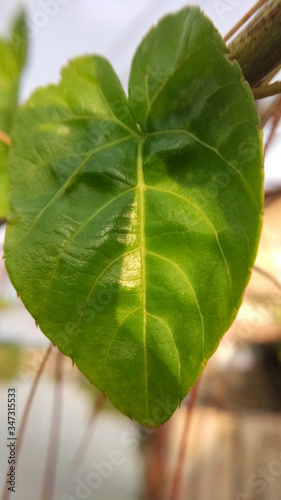 Close up of a green leaf at the river side