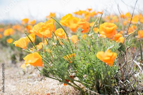 Blooming poppy flowers in springtime in California