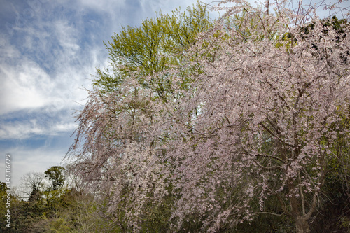 春、桜満開！