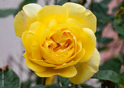 rose jaune rose yellow