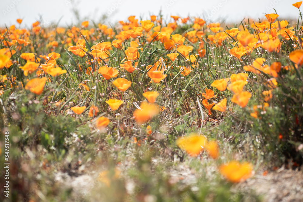 Blooming poppy flowers in springtime in California Blooming poppy flowers in springtime in California