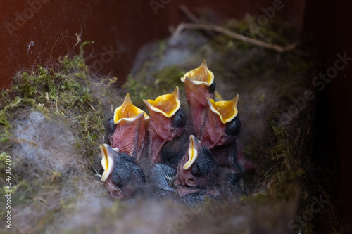Schilderij op canvas Hungry fledglings of the great tit in their nest in an abandoned letterbox
