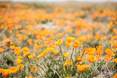 Blooming poppy flowers in springtime in California