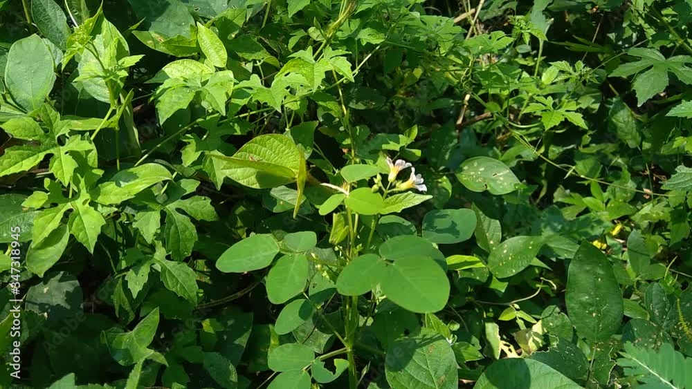 Close up green Oxalis barrelieri (Barrelier's woodsorrel, lavender sorrel, trèfle, oseille marron, oseille savane, Oxalis bahiensis) in the nature.