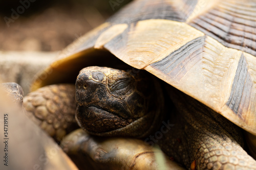Head turtle tortoise eyes sleep open close cute brown shell