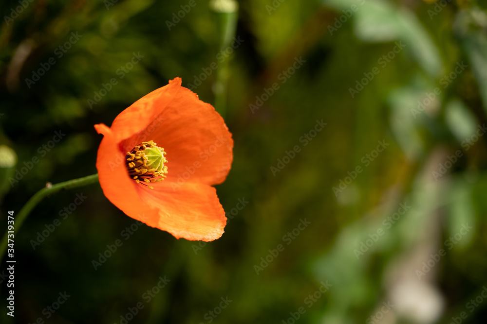 Papaver rhoeas orange red yellow green leaf pavot
Papaver rhoeas orange red yellow green leaf pavot