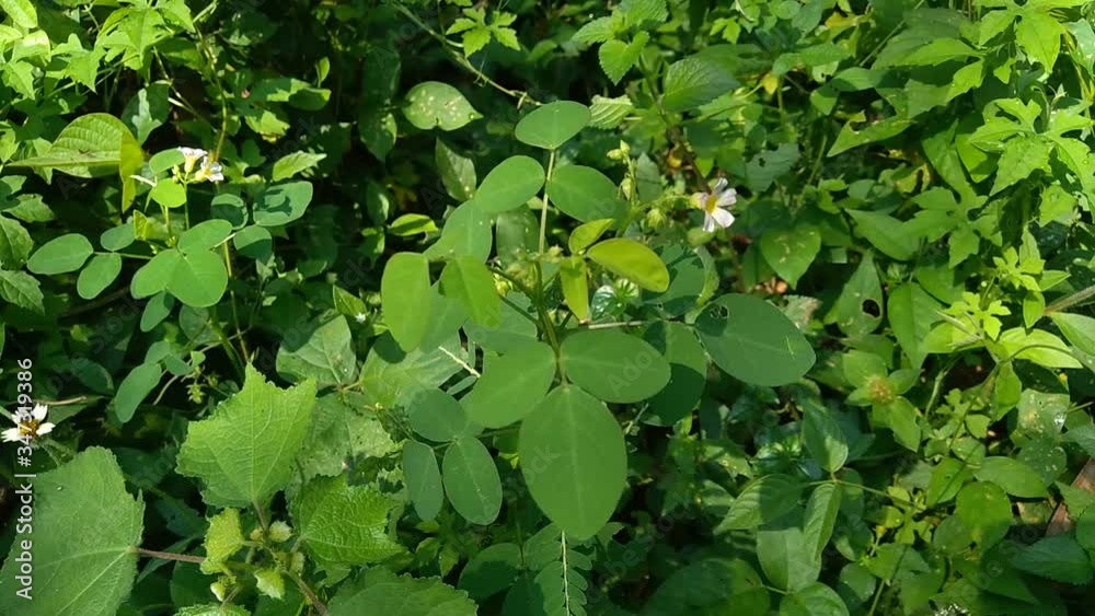 Close up green Oxalis barrelieri (Barrelier's woodsorrel, lavender sorrel, trèfle, oseille marron, oseille savane, Oxalis bahiensis) in the nature.