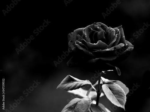 Fototapeta Naklejka Na Ścianę i Meble -  Black rose red rose black and white