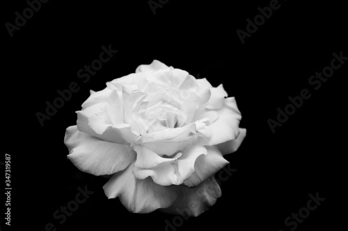 Black and white petal rose light monochrome big huge flower