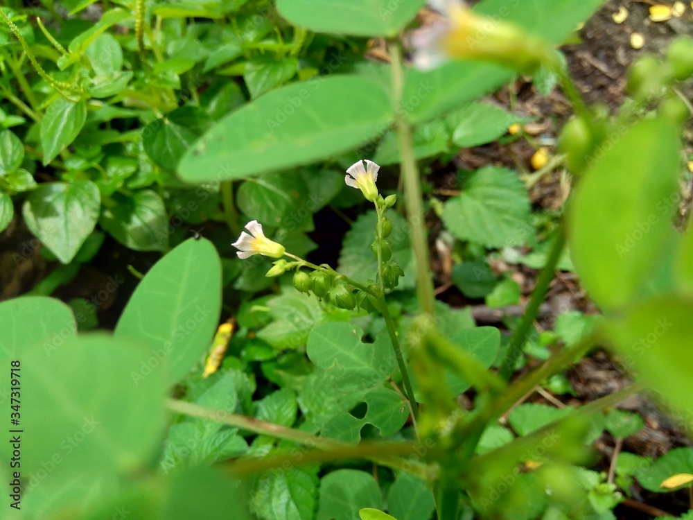 Close up green Oxalis barrelieri (Barrelier's woodsorrel, lavender sorrel, trèfle, oseille marron, oseille savane, Oxalis bahiensis) in the nature. Close up green Oxalis barrelieri (Barrelier's woodsorrel, lavender sorrel, trèfle, oseille marron, oseille savane, Oxalis bahiensis) in the nature.