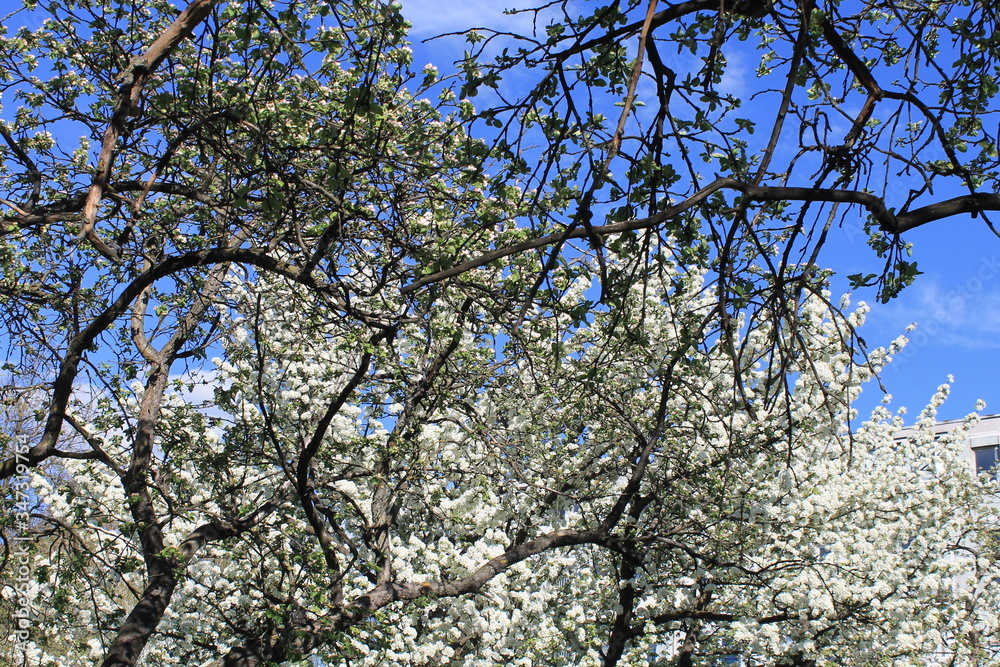 cherry tree in spring