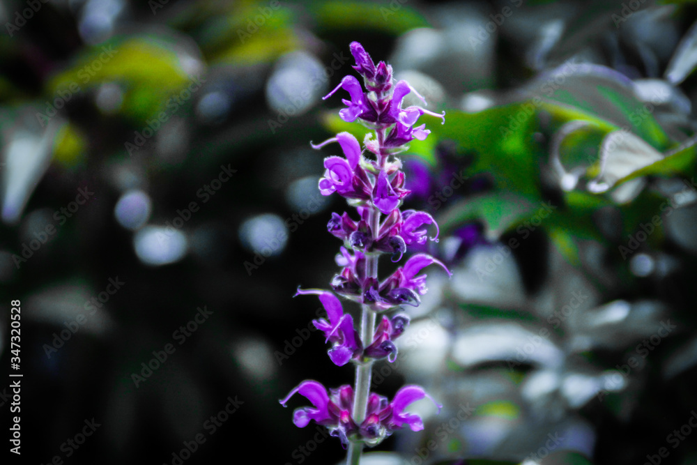 Obraz premium lilac flowers in the wind