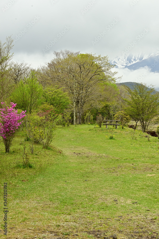 The flowers are beginning to grow and everything is becoming green. The flowers are beginning to grow and everything is becoming green.