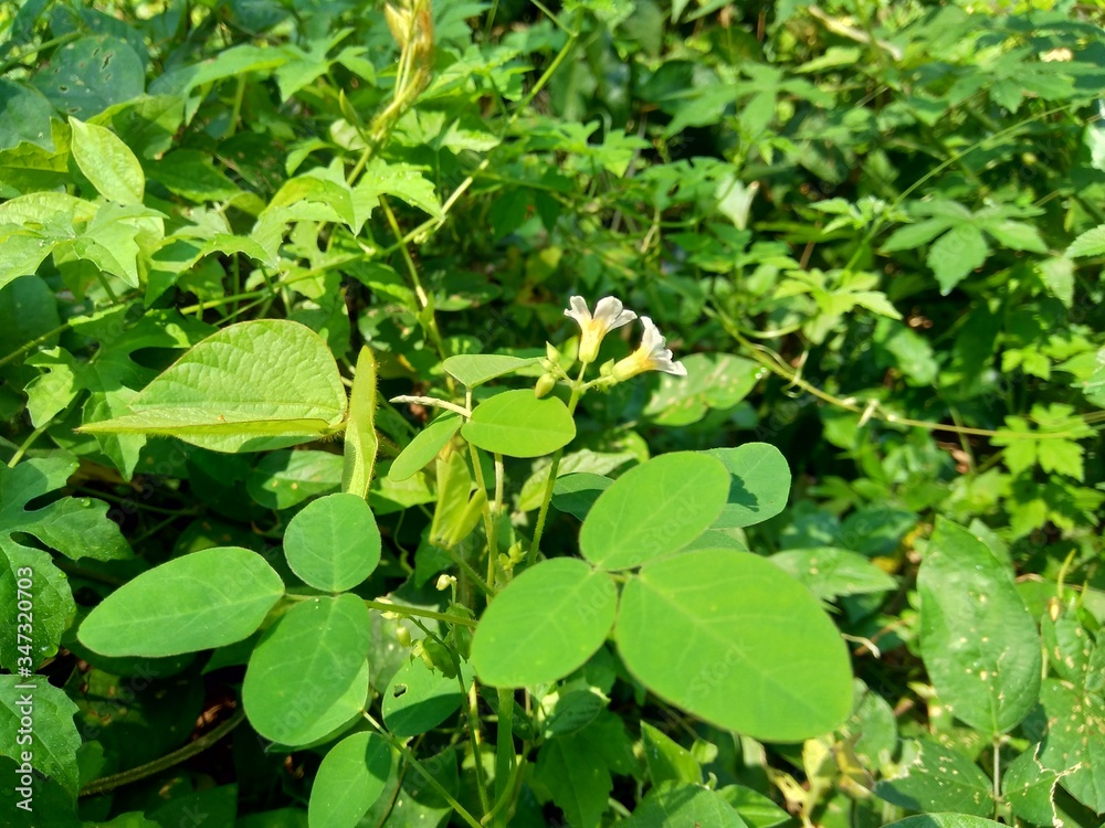 Close up green Oxalis barrelieri (Barrelier's woodsorrel, lavender sorrel, trèfle, oseille marron, oseille savane, Oxalis bahiensis) in the nature. Close up green Oxalis barrelieri (Barrelier's woodsorrel, lavender sorrel, trèfle, oseille marron, oseille savane, Oxalis bahiensis) in the nature.