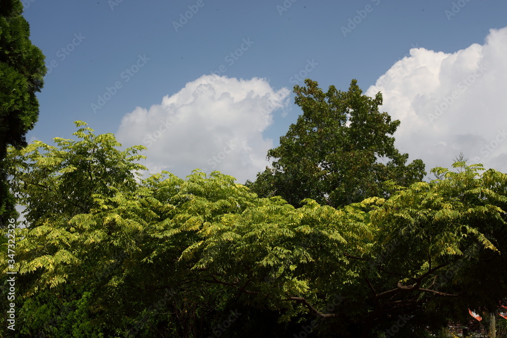 Obraz premium 緑と夏空