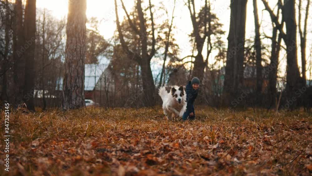 Little boy playing with dog - throwing ball and the dog running after it Little boy playing with dog - throwing ball and the dog running after it