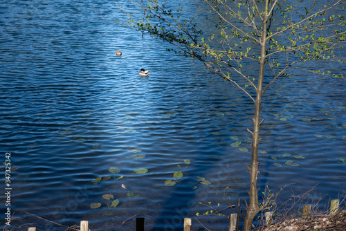 
View of the lake in the park between the trees. Ready free space for an inscription