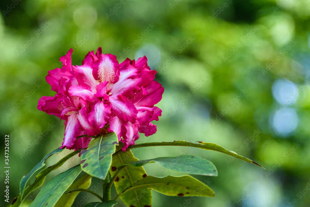 Fototapeta premium Rhododendron