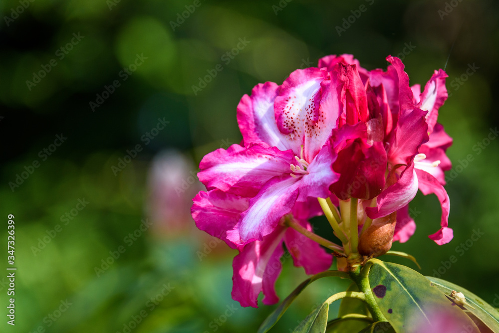Rhododendron Rhododendron