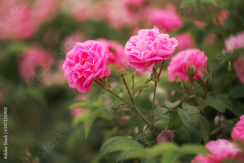 Beautiful pink roses close-up. Bush with pink roses. Roses are grown on plantations for the production of essential oils and cosmetics. © Екатерина Дмитренко