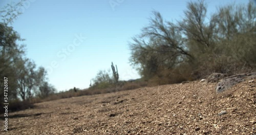 Desert Path