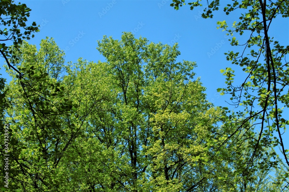 新緑のイメージ