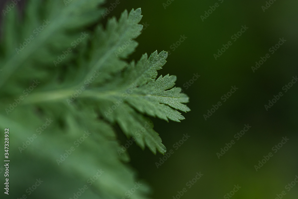 Abstract, background, closeup, detail, flora, garden, green, green-leaf, Abstract, background, closeup, detail, flora, garden, green, green-leaf,