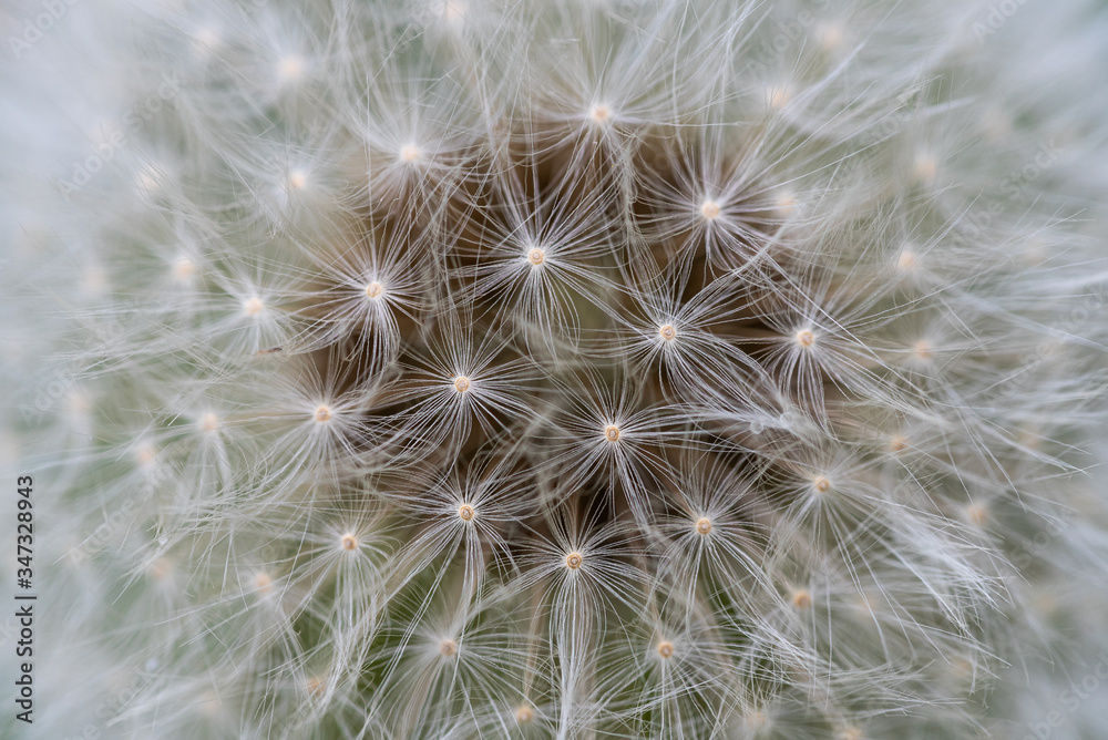 Dandelion closeup Dandelion closeup