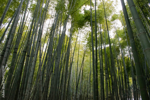 Lush Green bamboo trees for backgrounds