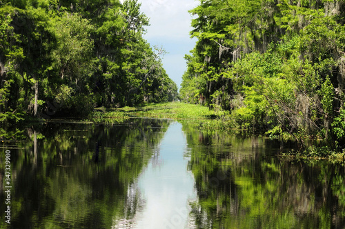 bayou swamp