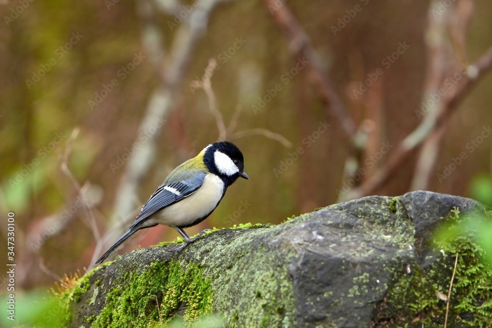 Fototapeta premium 苔むした岩の上でくつろぐシジュウカラ