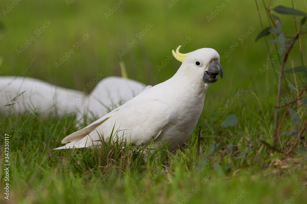 Fototapeta premium Close up of Cockatoo in the Grass