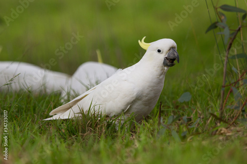 Close up of Cockatoo in the Grass