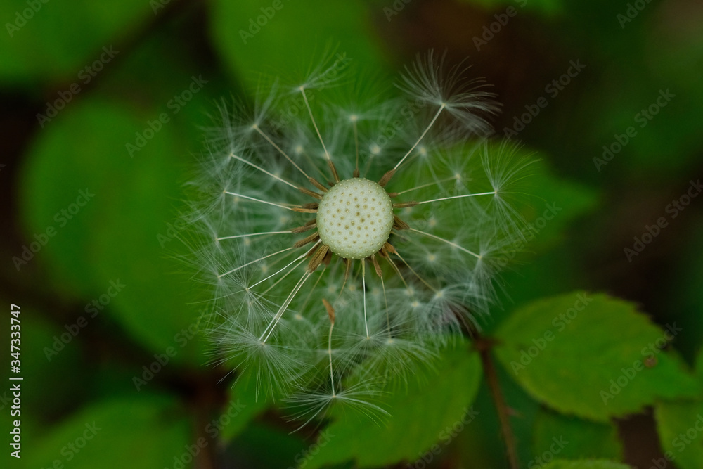 綿帽子。春の野のタンポポ。Dandelion seeds on green grass in a deep forest. 綿帽子。春の野のタンポポ。Dandelion seeds on green grass in a deep forest.
