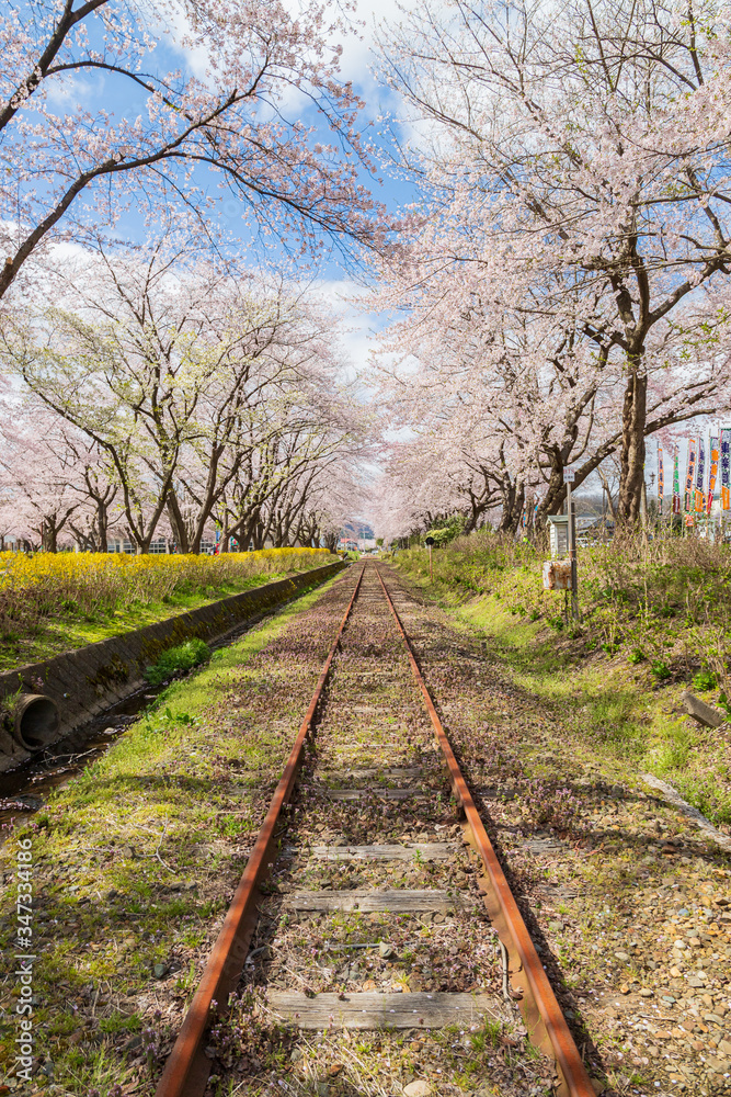 Fototapeta premium spring in the park