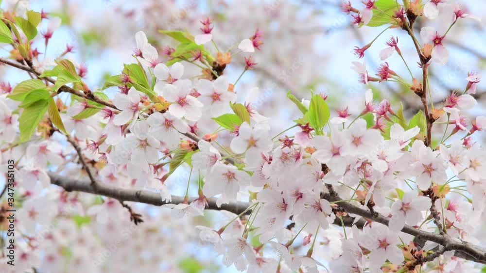 河川敷で揺れる桜の花と花吹雪 / 北海道札幌市 河川敷で揺れる桜の花と花吹雪 / 北海道札幌市