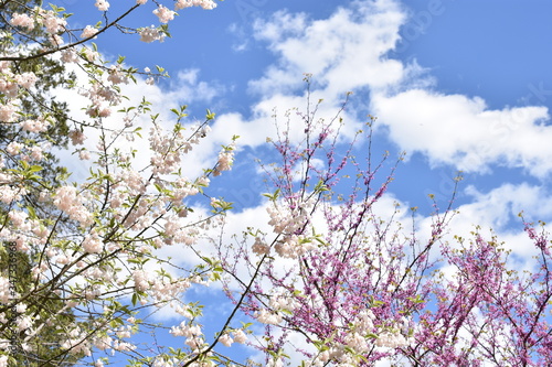 Blue skies with white cumulus clouds viewed through Carolina Silverbell, also known as Halesia Carolina, tree branches, in Middletown, New Jersey, USA. -02 photo