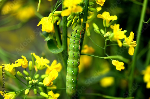 アオモクメキリガの幼虫。つぼみ菜の花芽が特にお気に入り。食欲旺盛。昆虫素材