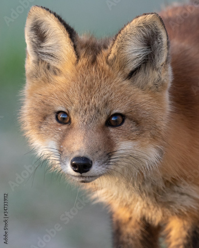 Red fox kit (Vulpes vulpes) © gqxue